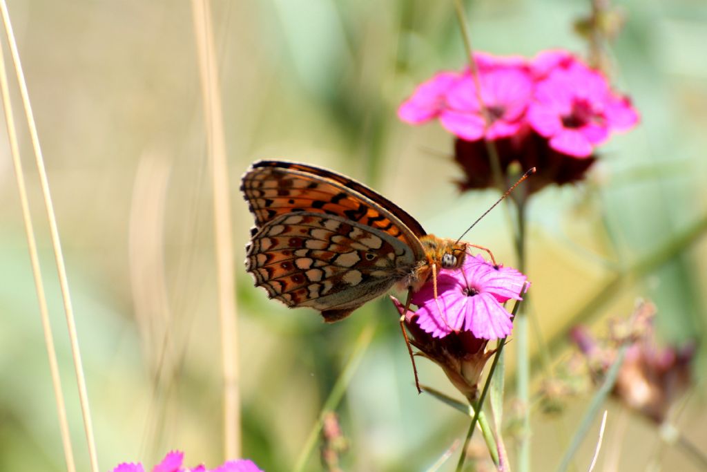 Argynnis (Fabriciana) niobe